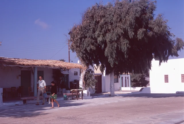 Low café buildings and outdoor chairs under a large tree